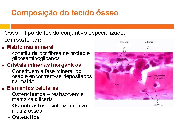 Composição do tecido ósseo Osso - tipo de tecido conjuntivo especializado, composto por: Matriz