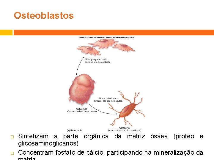 Osteoblastos Sintetizam a parte orgânica da matriz óssea (proteo e glicosaminoglicanos) Concentram fosfato de
