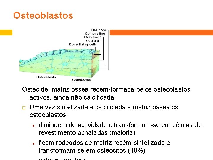 Osteoblastos Osteóide: matriz óssea recém-formada pelos osteoblastos activos, ainda não calcificada Uma vez sintetizada
