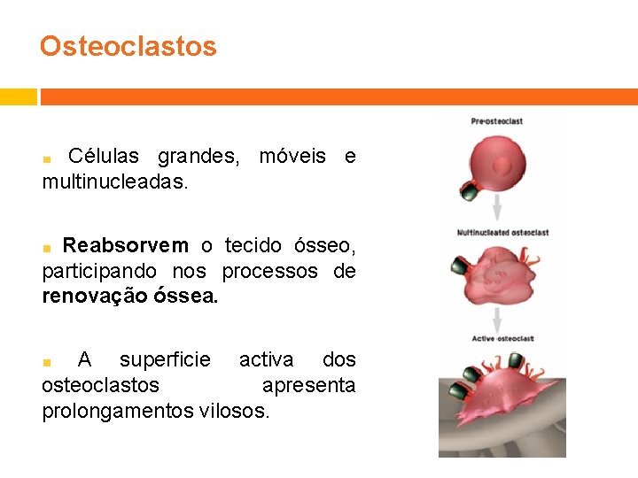 Osteoclastos Células grandes, móveis e multinucleadas. Reabsorvem o tecido ósseo, participando nos processos de