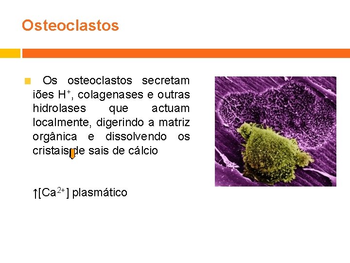 Osteoclastos Os osteoclastos secretam iões H+, colagenases e outras hidrolases que actuam localmente, digerindo