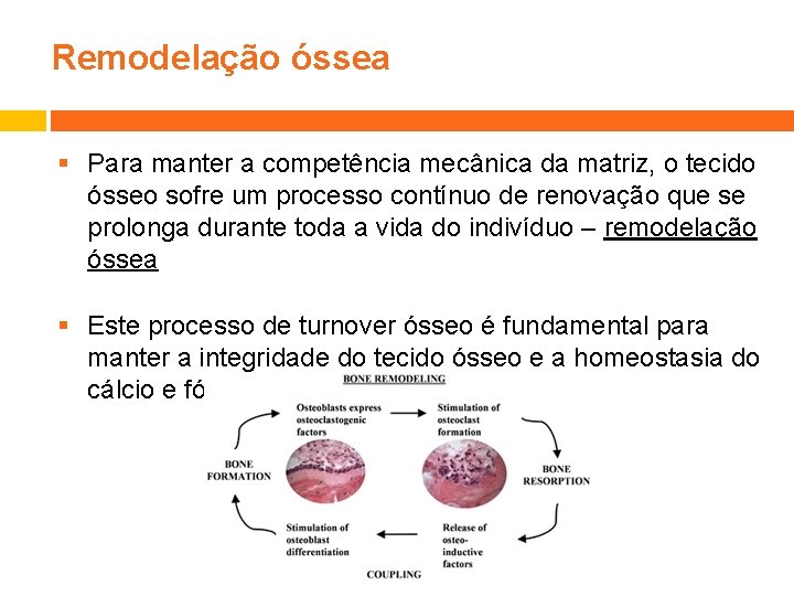 Remodelação óssea § Para manter a competência mecânica da matriz, o tecido ósseo sofre