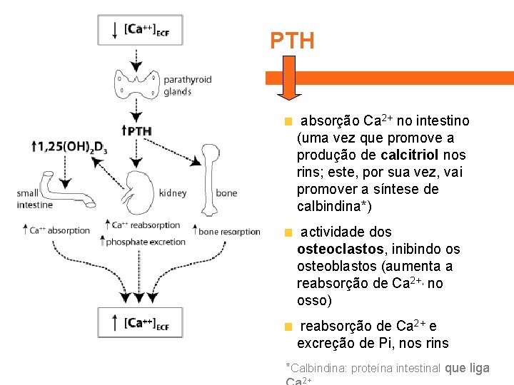 PTH absorção Ca 2+ no intestino (uma vez que promove a produção de calcitriol