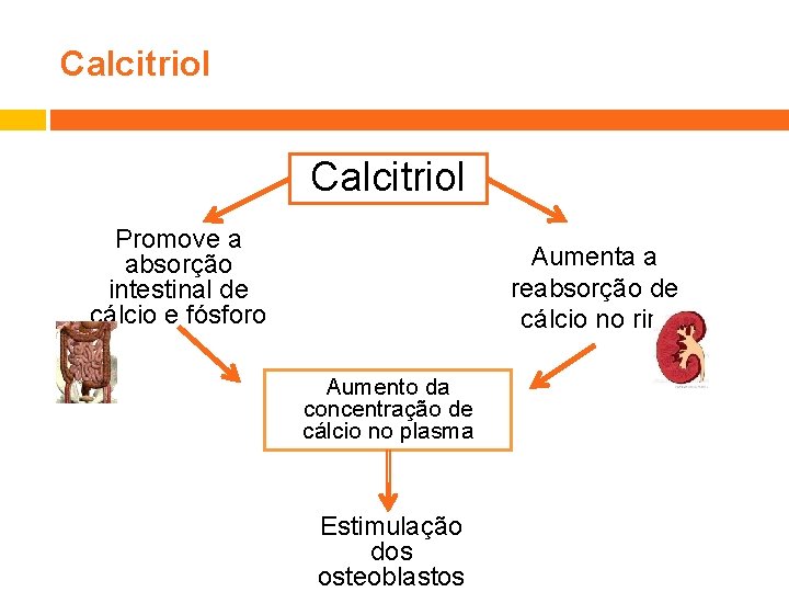 Calcitriol Promove a absorção intestinal de cálcio e fósforo Aumenta a reabsorção de cálcio