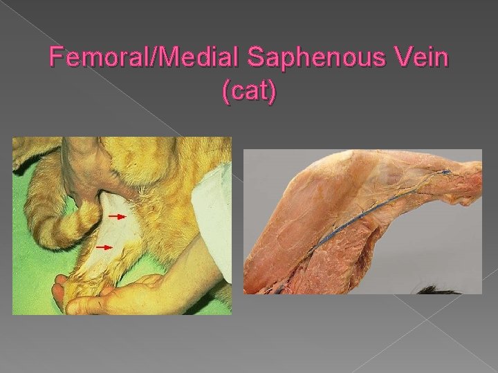 Femoral/Medial Saphenous Vein (cat) 