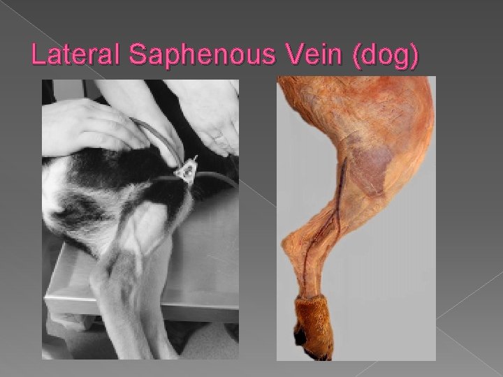 Lateral Saphenous Vein (dog) 