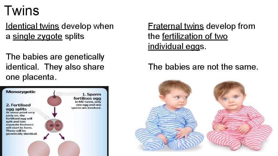 All Living Things Can Reproduce The Reproductive System