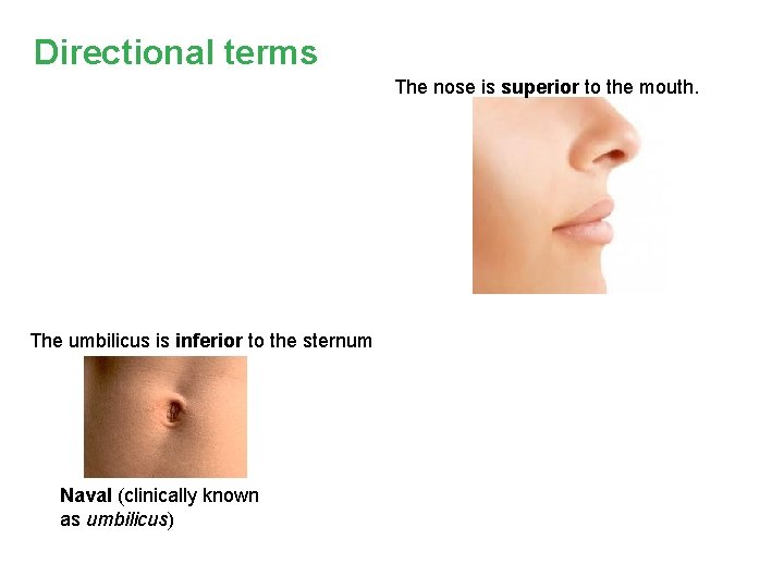 Directional terms The nose is superior to the mouth. The umbilicus is inferior to