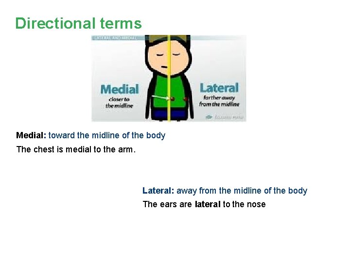 Directional terms Medial: toward the midline of the body The chest is medial to