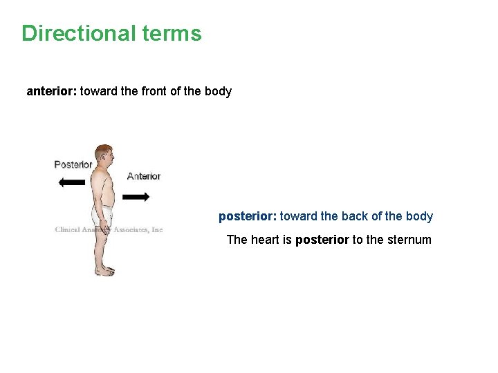 Directional terms anterior: toward the front of the body posterior: toward the back of