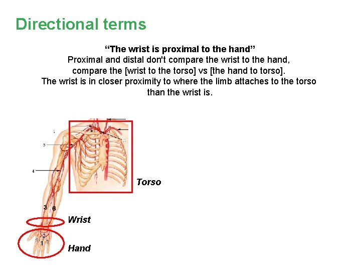 Directional terms “The wrist is proximal to the hand” Proximal and distal don't compare