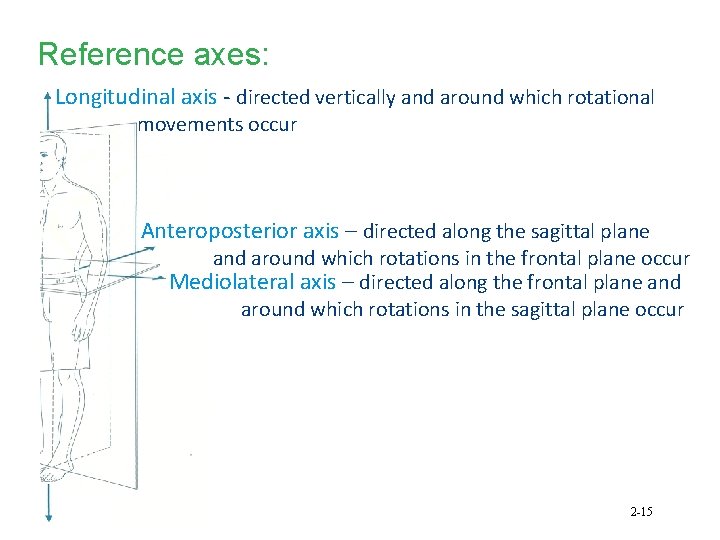 Reference axes: Longitudinal axis - directed vertically and around which rotational movements occur Anteroposterior