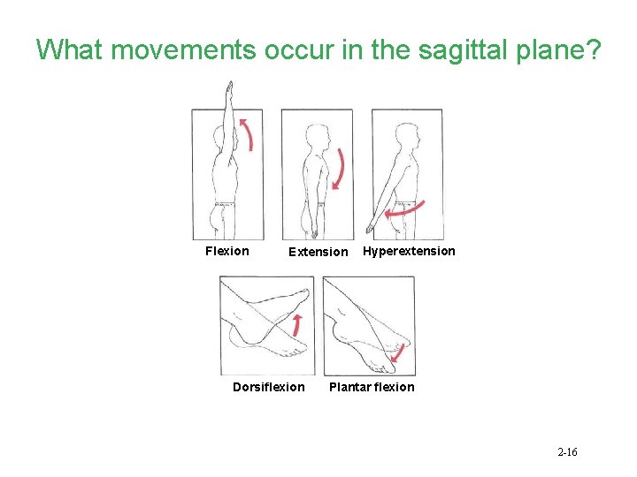 What movements occur in the sagittal plane? Flexion Extension Dorsiflexion Hyperextension Plantar flexion 2