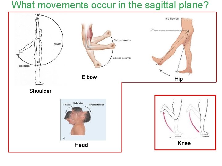 What movements occur in the sagittal plane? Elbow Hip Shoulder Head Knee 