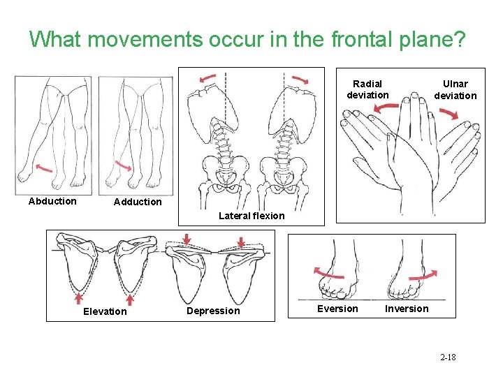 What movements occur in the frontal plane? Radial deviation Abduction Ulnar deviation Adduction Lateral