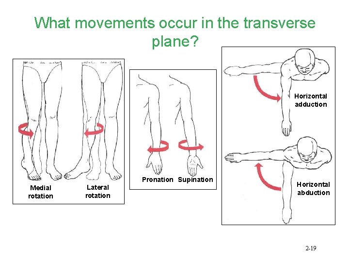 What movements occur in the transverse plane? Horizontal adduction Medial rotation Lateral rotation Pronation