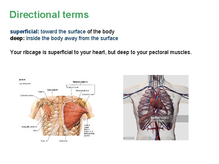 Directional terms superficial: toward the surface of the body deep: inside the body away