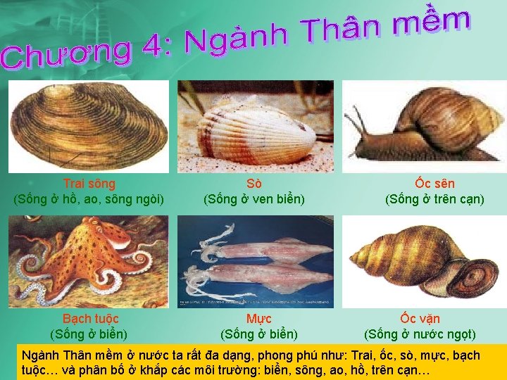 Trai sông (Sống ở hồ, ao, sông ngòi) Bạch tuộc (Sống ở biển) Sò