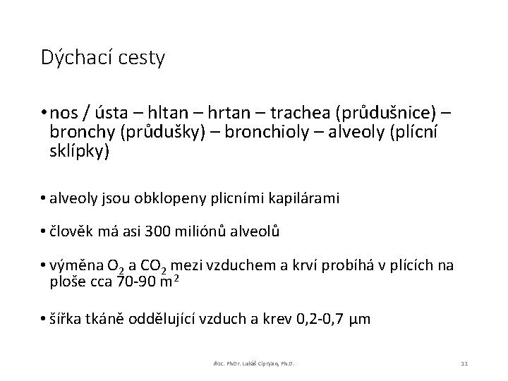 Dýchací cesty • nos / ústa – hltan – hrtan – trachea (průdušnice) –