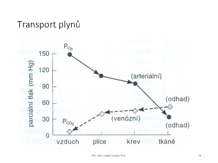 Transport plynů doc. Ph. Dr. Lukáš Cipryan, Ph. D. 24 