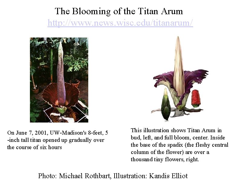 The Blooming of the Titan Arum http: //www. news. wisc. edu/titanarum/ On June 7,