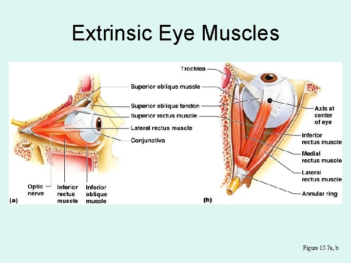 Extrinsic Eye Muscles Figure 15. 7 a, b 