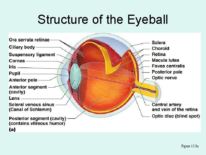 Structure of the Eyeball Figure 15. 8 a 