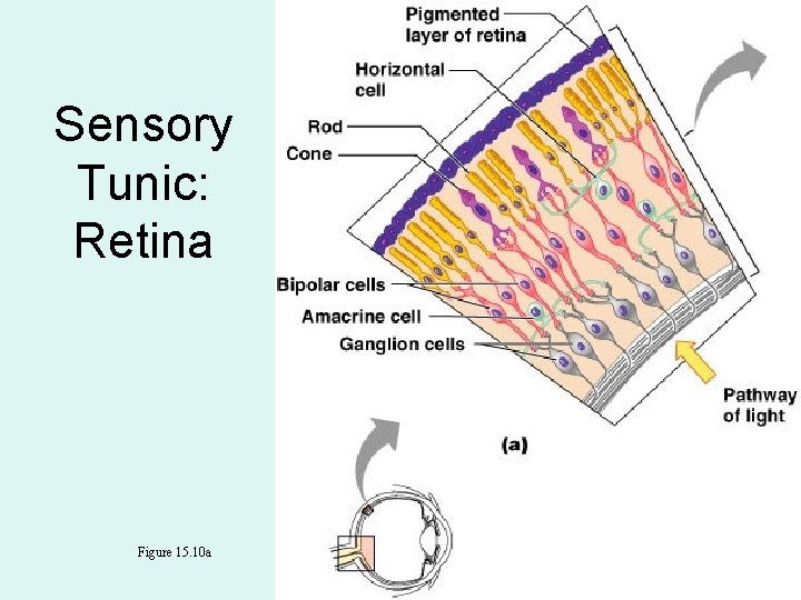 Sensory Tunic: Retina Figure 15. 10 a 