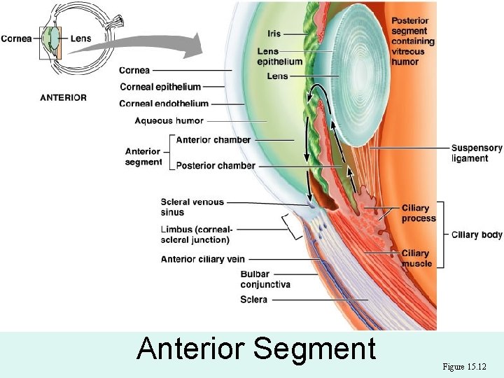 Anterior Segment Figure 15. 12 