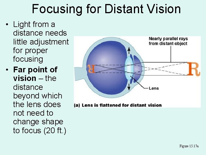 Focusing for Distant Vision • Light from a distance needs little adjustment for proper