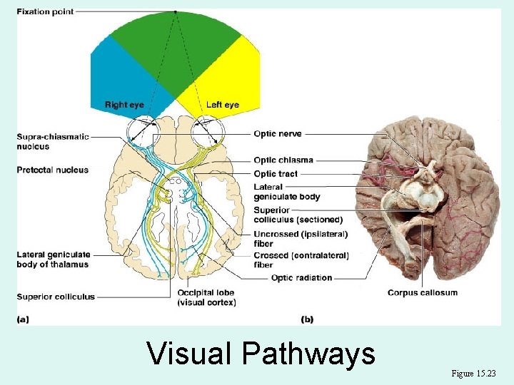 Visual Pathways Figure 15. 23 