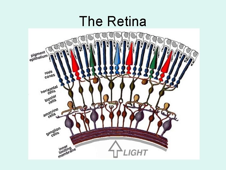 The Retina 