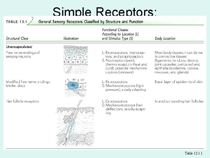 Simple Receptors: Unencapsulated Table 13. 1. 1 