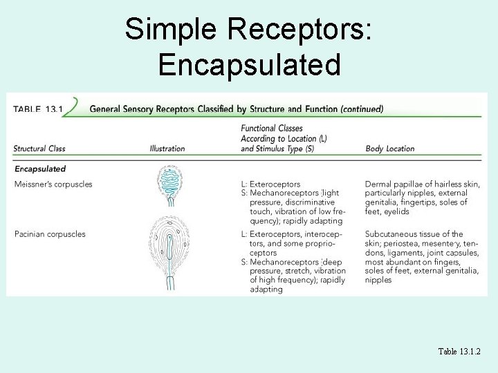 Simple Receptors: Encapsulated Table 13. 1. 2 