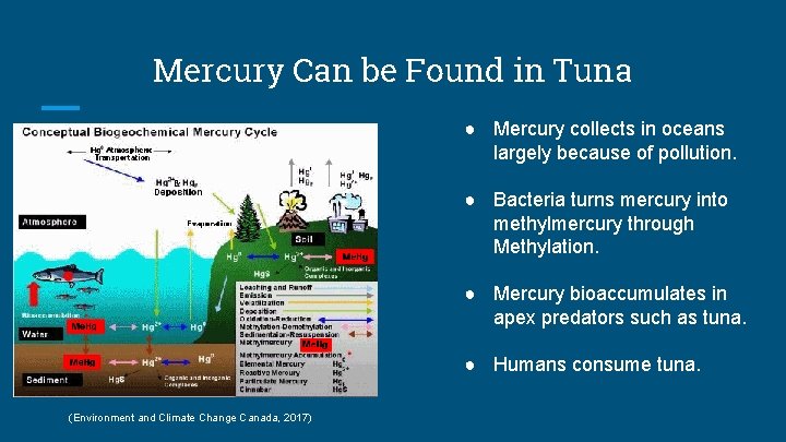 Mercury Can be Found in Tuna ● Mercury collects in oceans largely because of