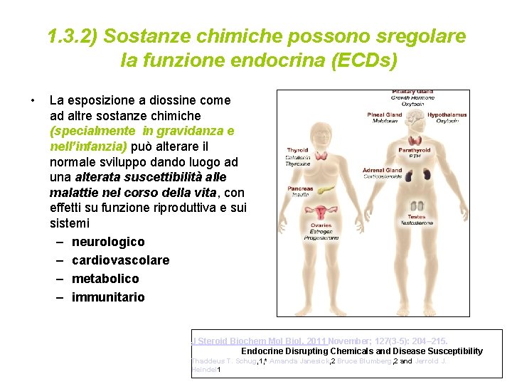 1. 3. 2) Sostanze chimiche possono sregolare la funzione endocrina (ECDs) • La esposizione