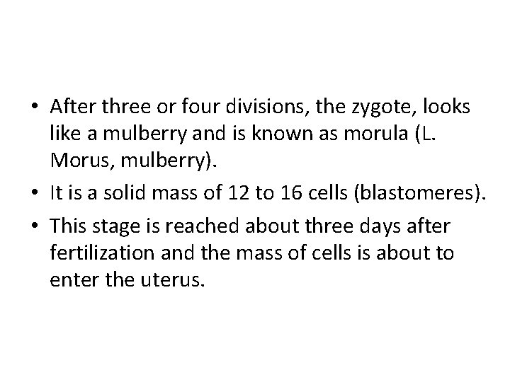  • After three or four divisions, the zygote, looks like a mulberry and