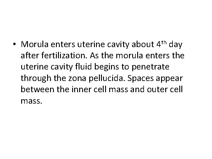  • Morula enters uterine cavity about 4 th day after fertilization. As the