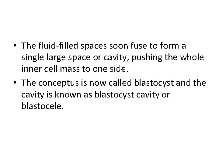  • The fluid-filled spaces soon fuse to form a single large space or