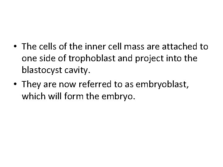  • The cells of the inner cell mass are attached to one side