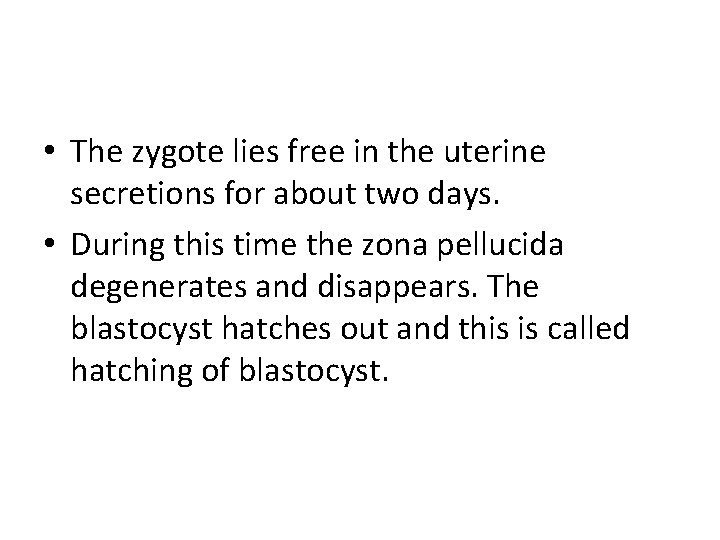  • The zygote lies free in the uterine secretions for about two days.
