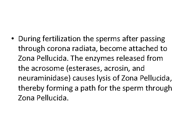  • During fertilization the sperms after passing through corona radiata, become attached to