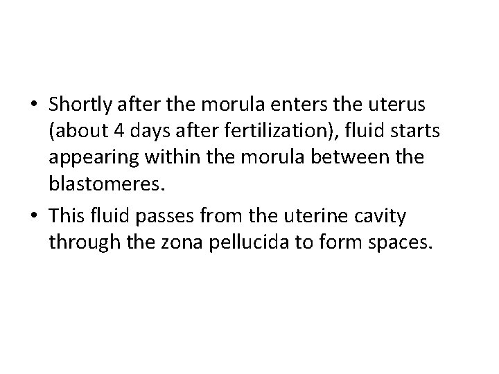  • Shortly after the morula enters the uterus (about 4 days after fertilization),