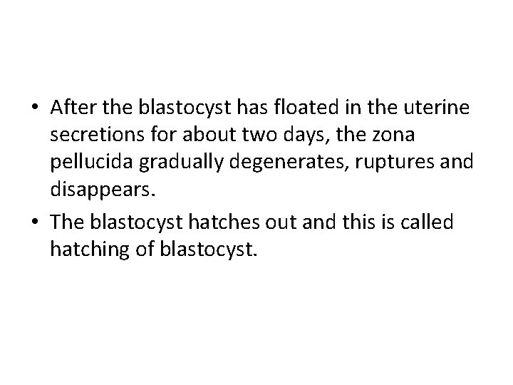 • After the blastocyst has floated in the uterine secretions for about two