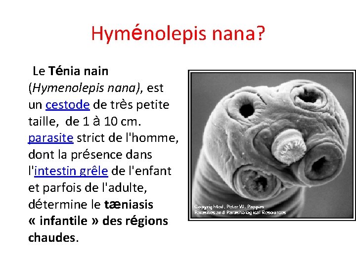 Hyménolepis nana? Le Ténia nain (Hymenolepis nana), est un cestode de très petite taille,