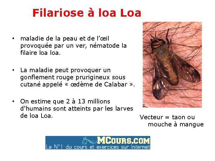 Filariose à loa Loa • maladie de la peau et de l’œil provoquée par