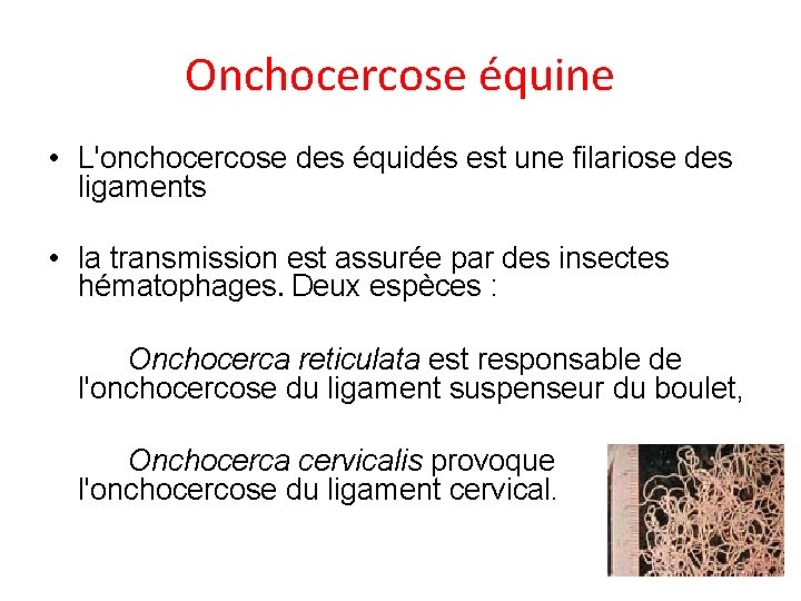 Onchocercose équine • L'onchocercose des équidés est une filariose des ligaments • la transmission