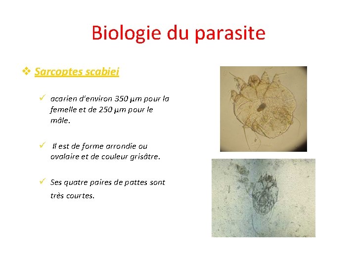 Biologie du parasite v Sarcoptes scabiei ü acarien d'environ 350 µm pour la femelle