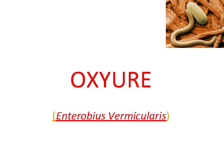 OXYURE (Enterobius Vermicularis) 