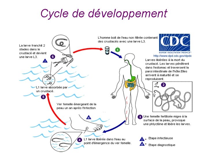 Cycle de développement 